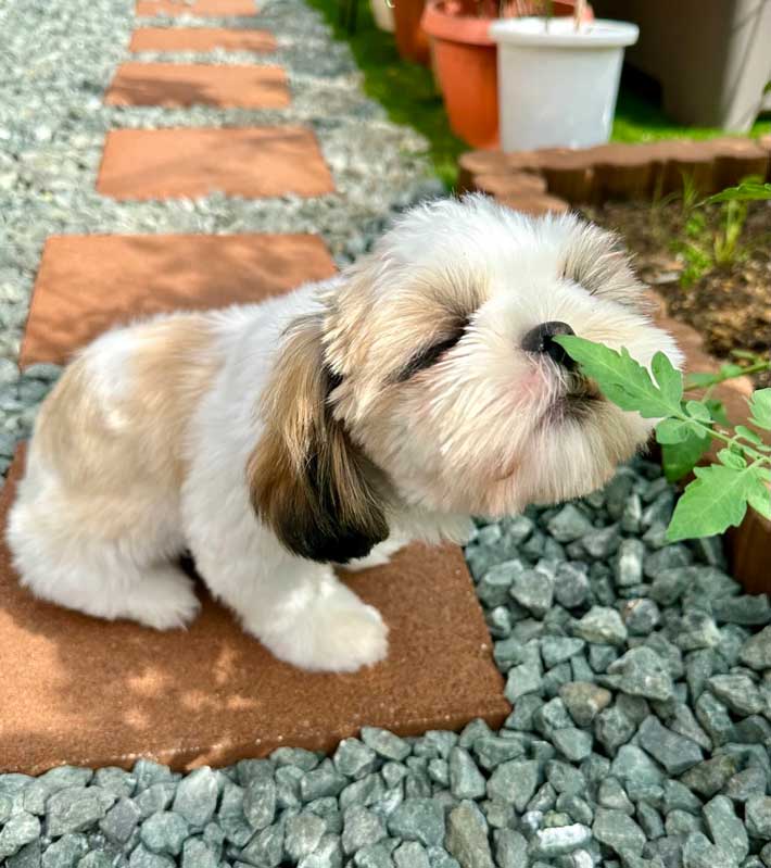 犬の写真