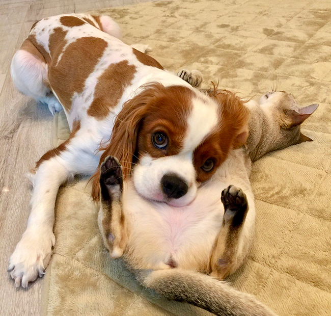 犬と猫の写真