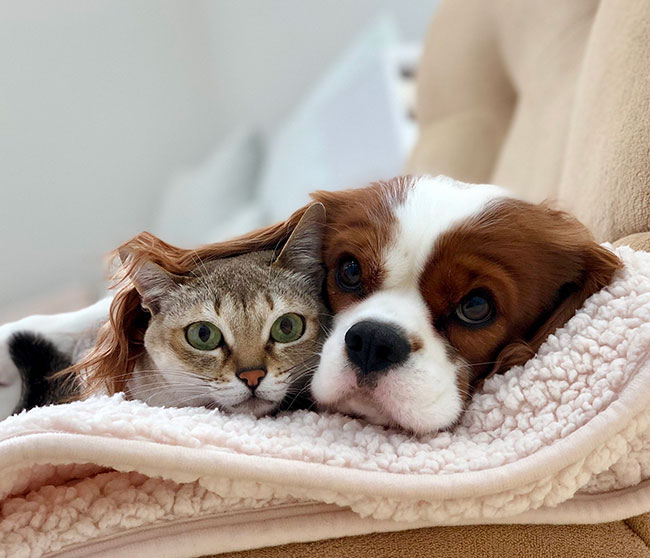 犬と猫の写真