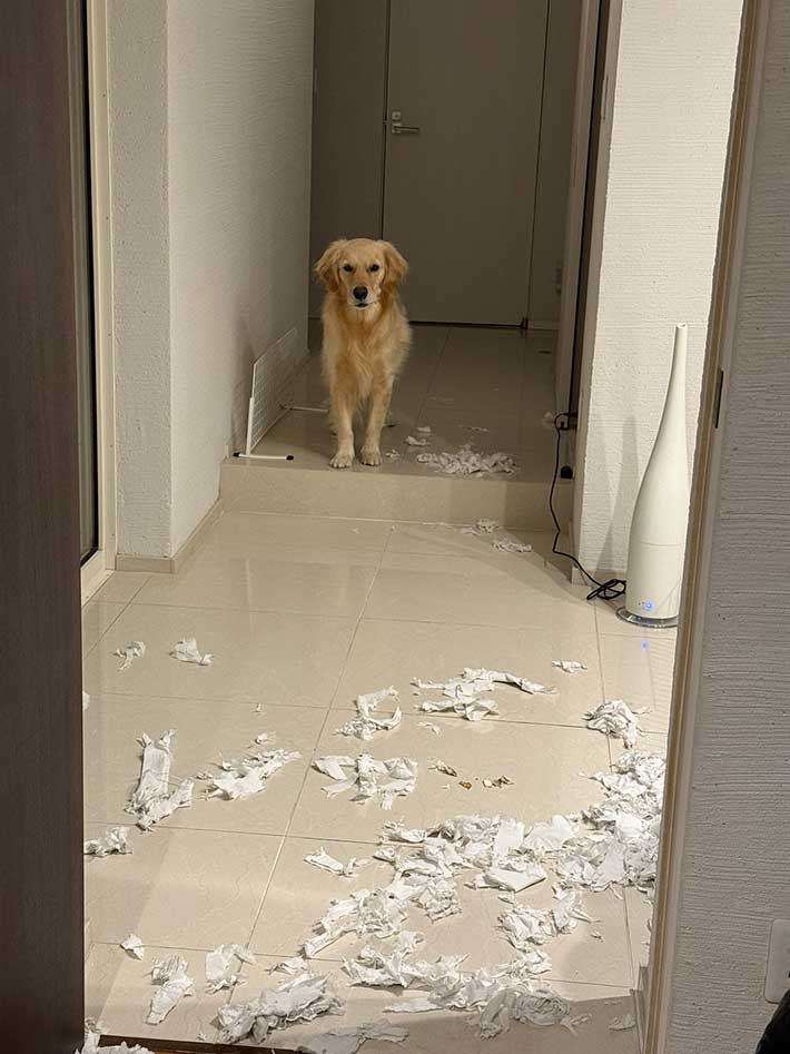 犬の画像