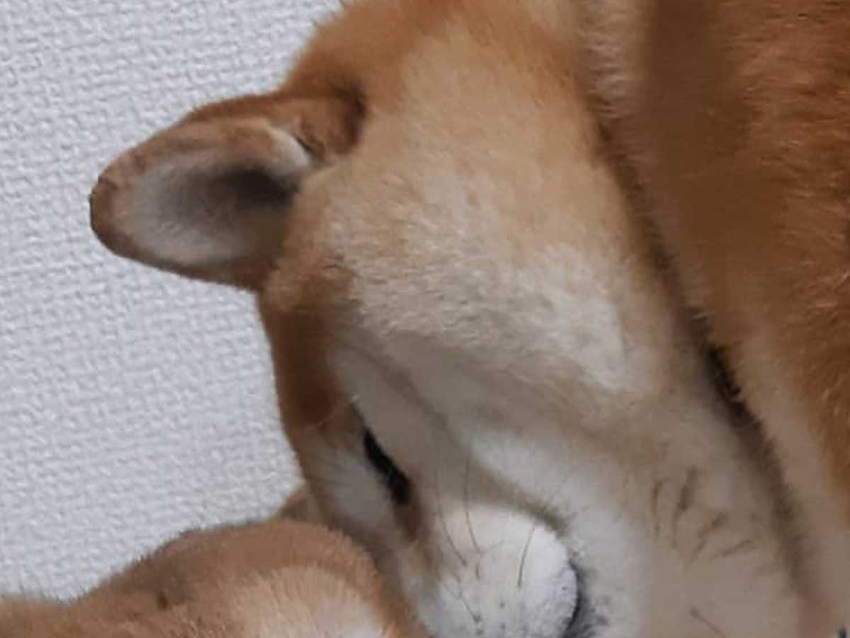 柴犬とウサギ