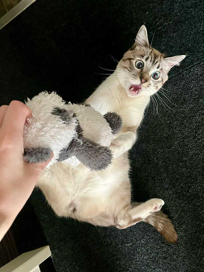 猫の写真