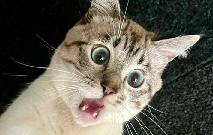 猫の写真