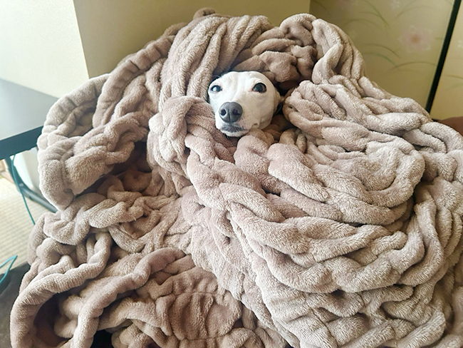 犬の写真