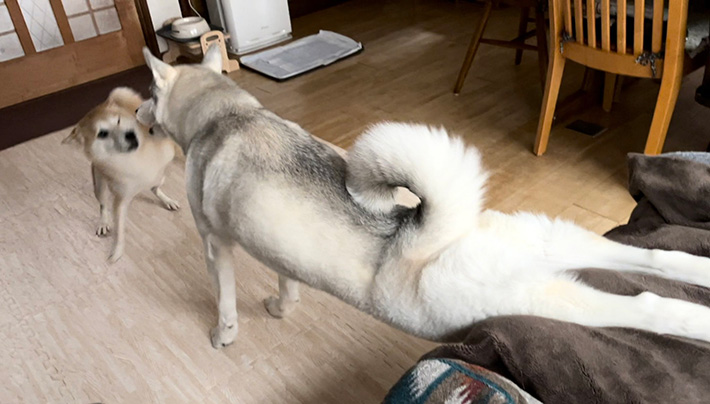 柴犬とハスキーの写真