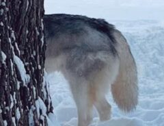 「めちゃくちゃ長い」「珍しい犬種だ」　『世界最長のハスキー』に吹き出す！