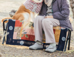 おばあちゃんと柴犬の写真