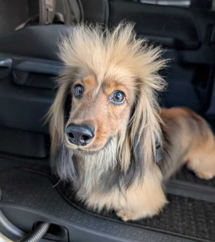 犬の写真