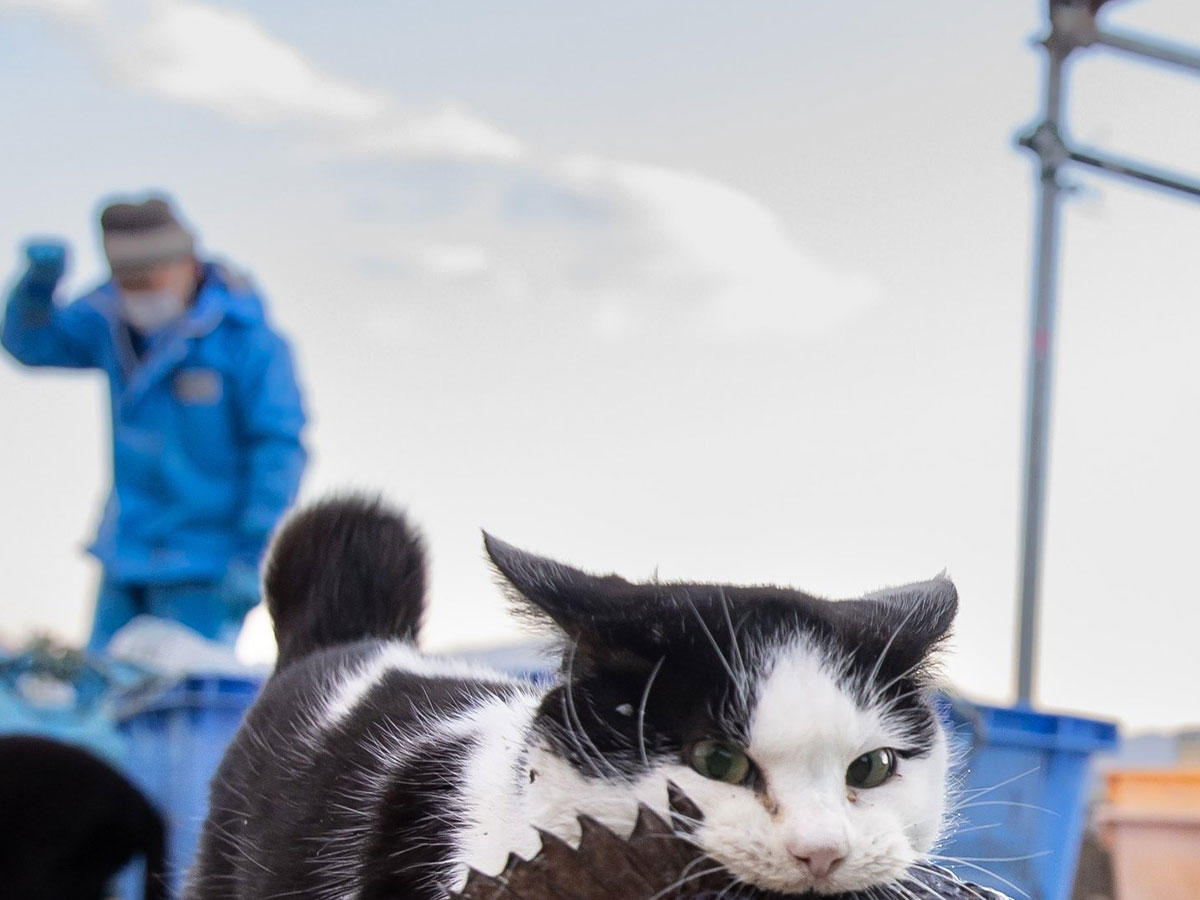 猫の写真