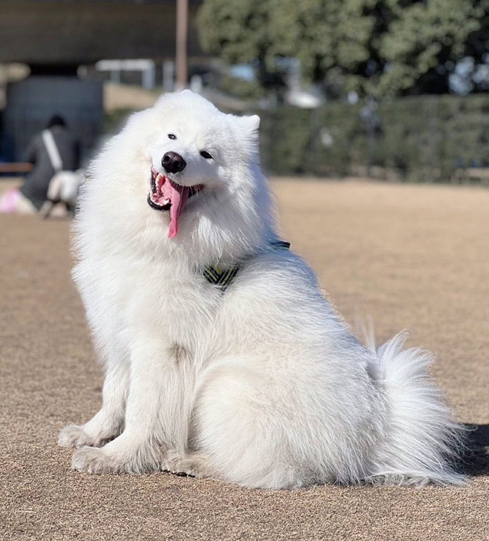 サモエドの写真