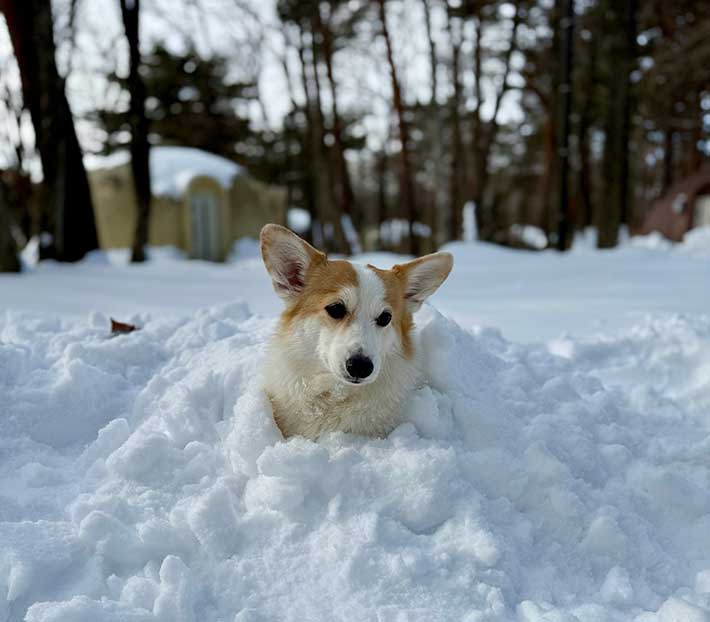 犬の画像