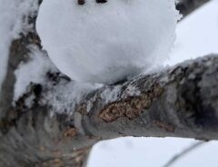 シマエナガの雪玉