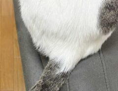 猫のしっぽ