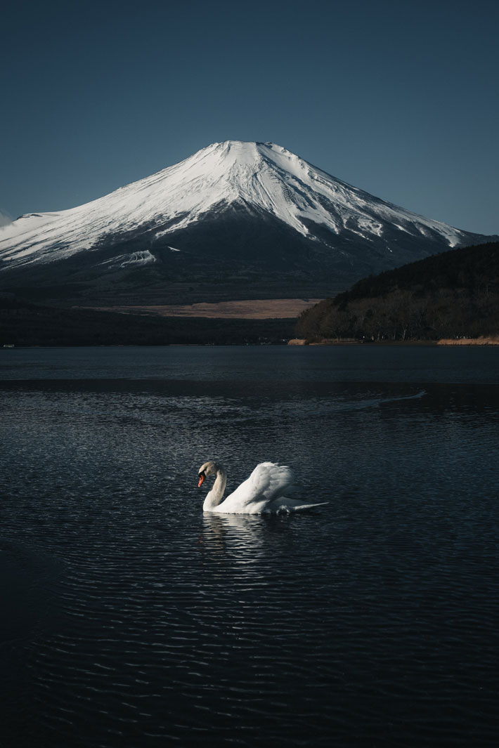 富士山と白鳥の写真