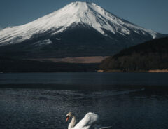 富士山と白鳥の写真