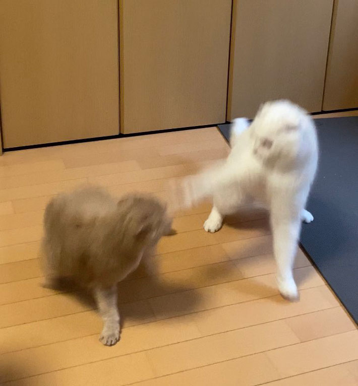 猫の写真