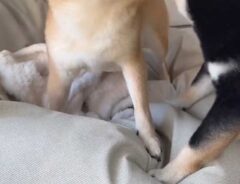 ２匹の柴犬