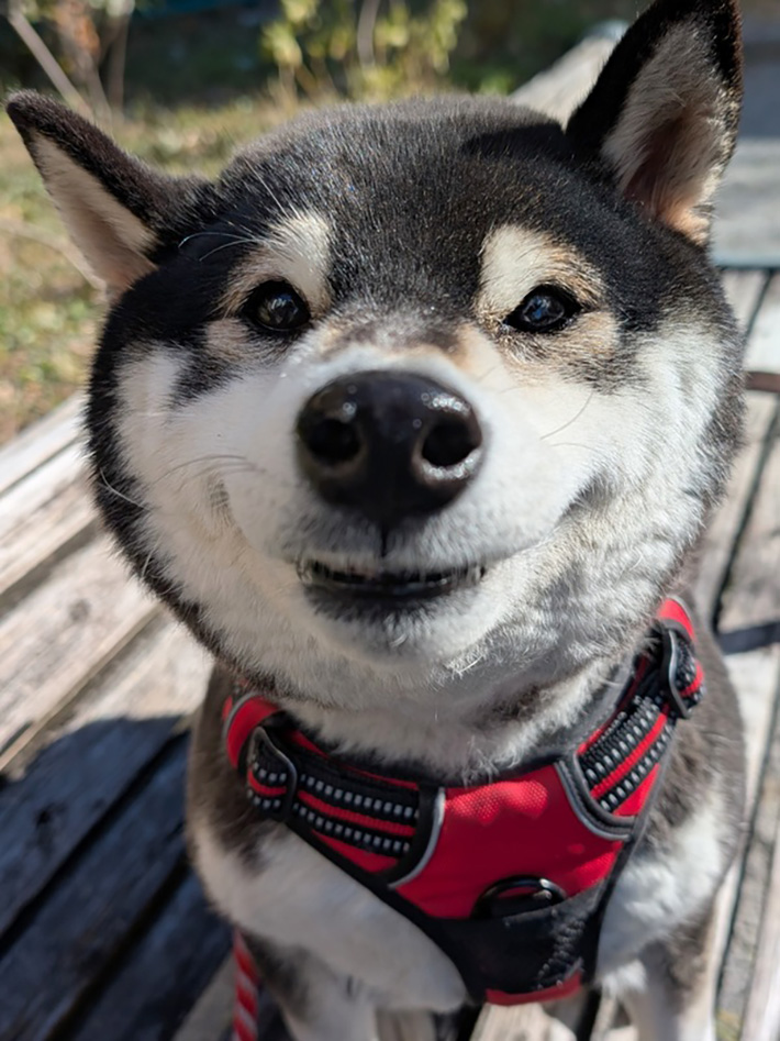 柴犬の写真