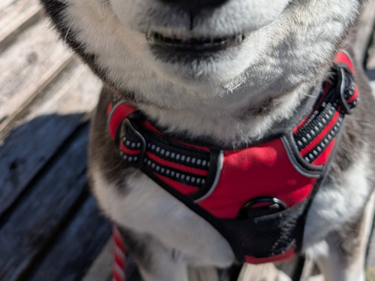 柴犬の写真