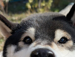 柴犬の写真