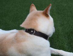 柴犬が全力で散歩拒否　表情に「大変なことになってる」