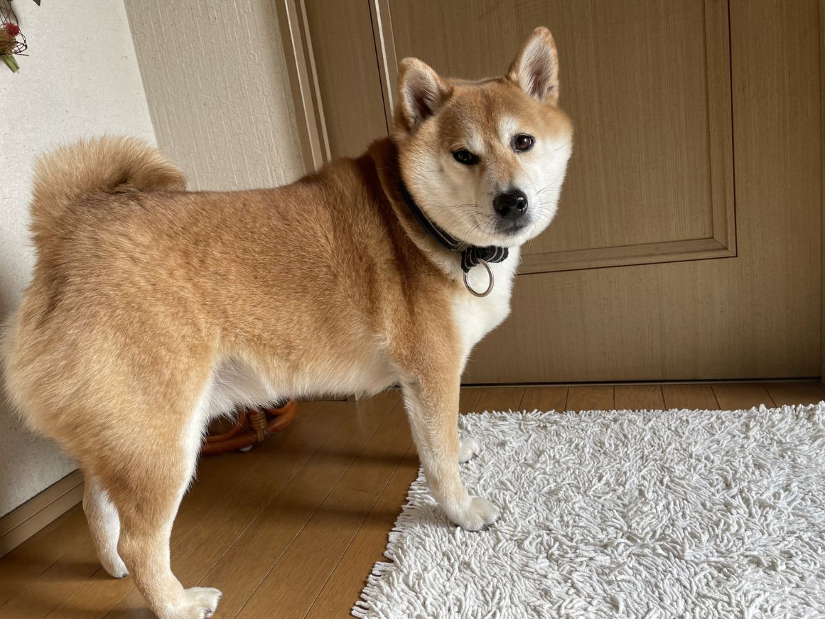 カメラを見つめる柴犬