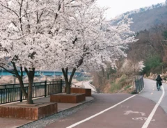 道路わきの桜