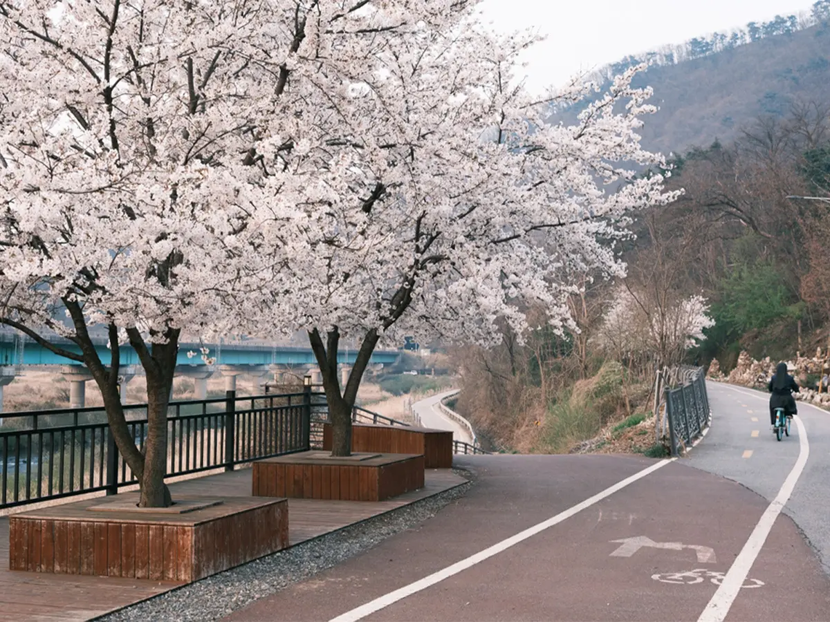 道路わきの桜