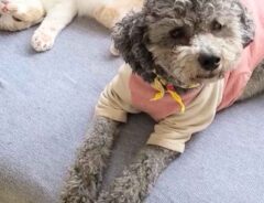 犬を撮っていたのに…？　動画に「吹いた」「癒しをありがとう」