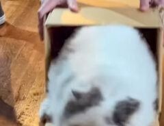 猫とダンボールの写真