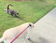 猫と犬の写真