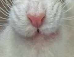 面白い表情の猫の写真