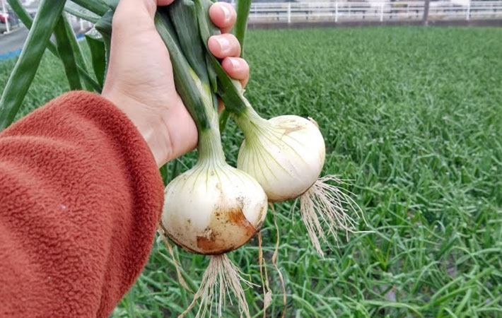 『増田農園』で収穫された新タマネギの写真