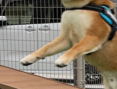 柴犬の写真