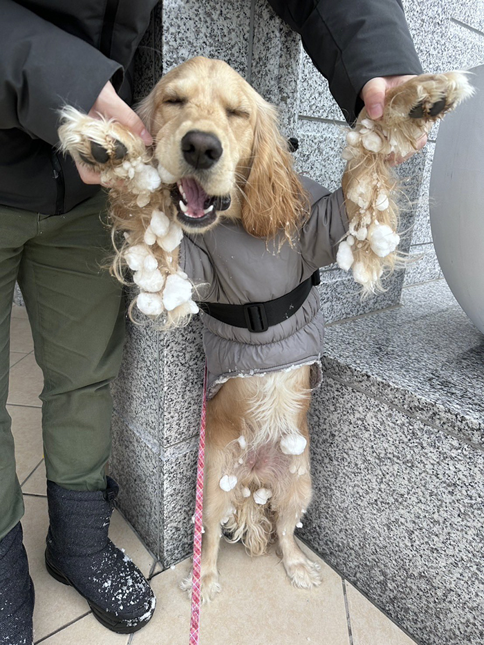 雪まみれの犬の写真