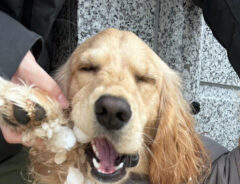 雪まみれの犬の写真