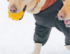 雪の中歩く犬の写真