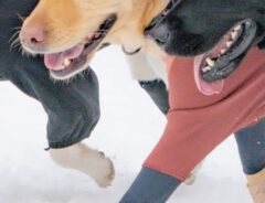 雪の中歩く犬の写真