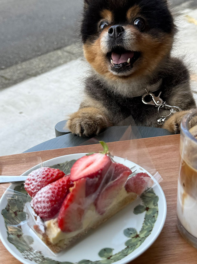 イチゴタルトを見た犬の写真