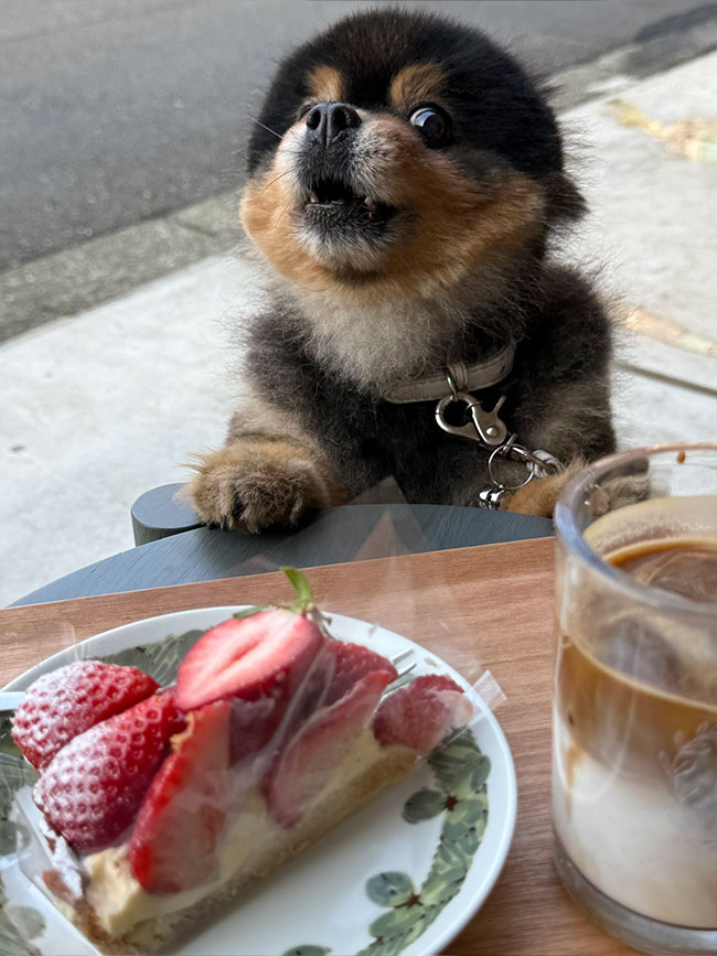 イチゴタルトを見た犬の写真