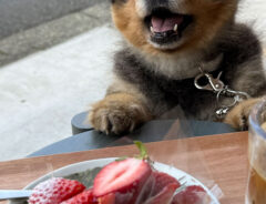 イチゴタルトを見た犬の写真