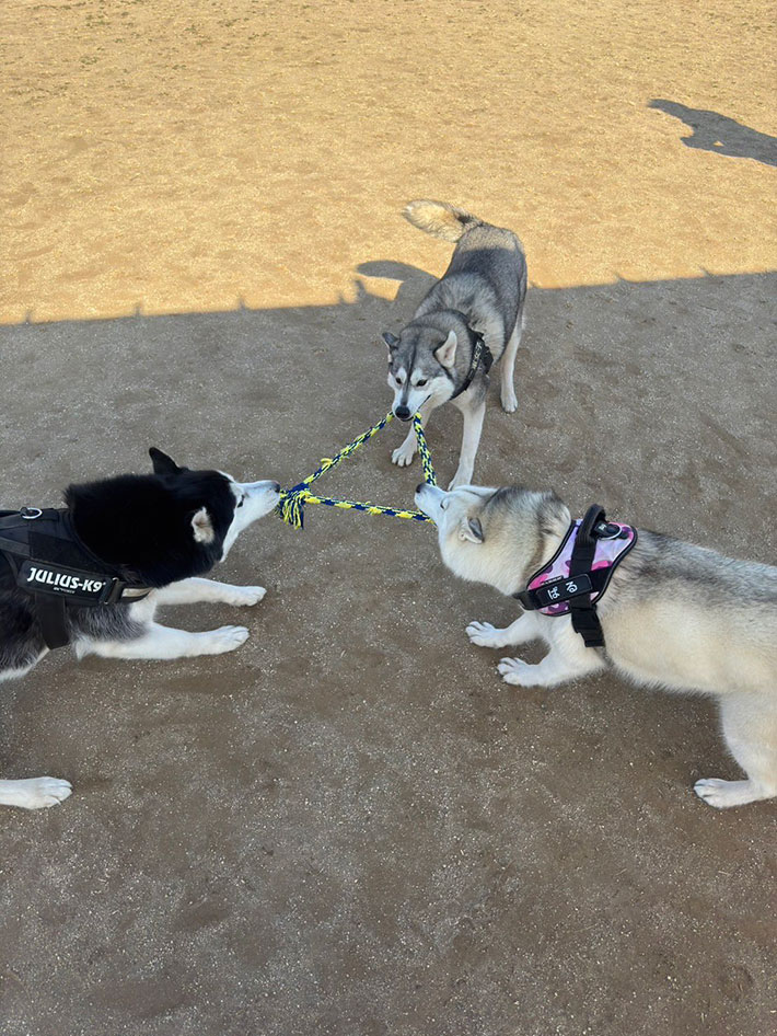 犬の写真