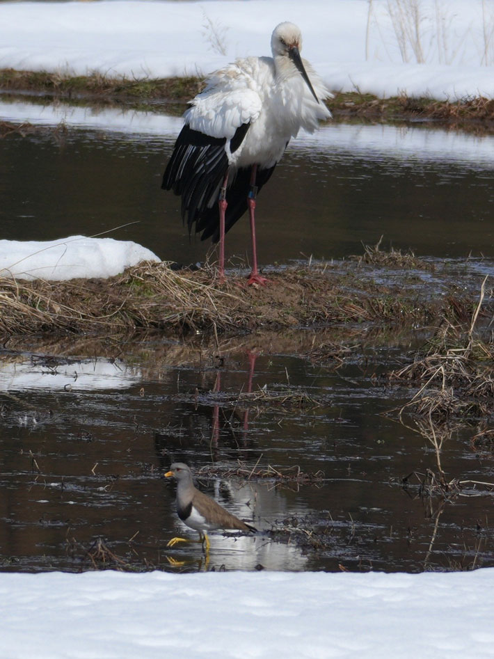 鳥の写真