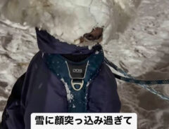 雪と犬の写真