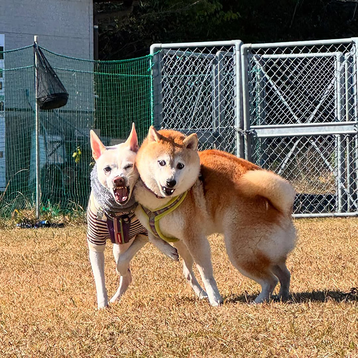 橋本真実（haruharu040777）さんと暮らす、柴犬のハルちゃんと元保護犬のすずちゃん