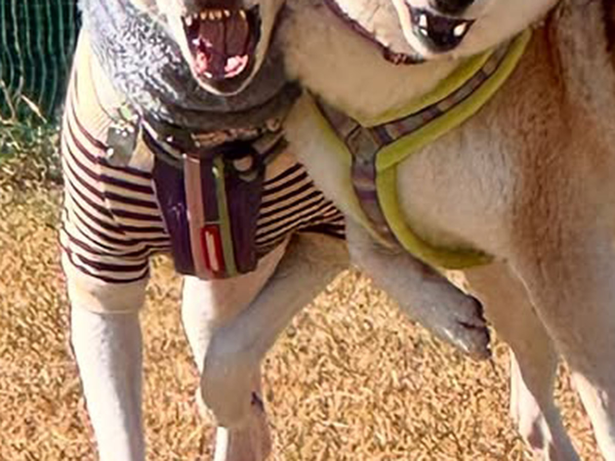 橋本真実（haruharu040777）さんと暮らす、柴犬のハルちゃんと元保護犬のすずちゃん