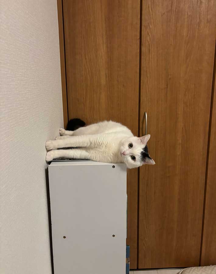 猫の写真