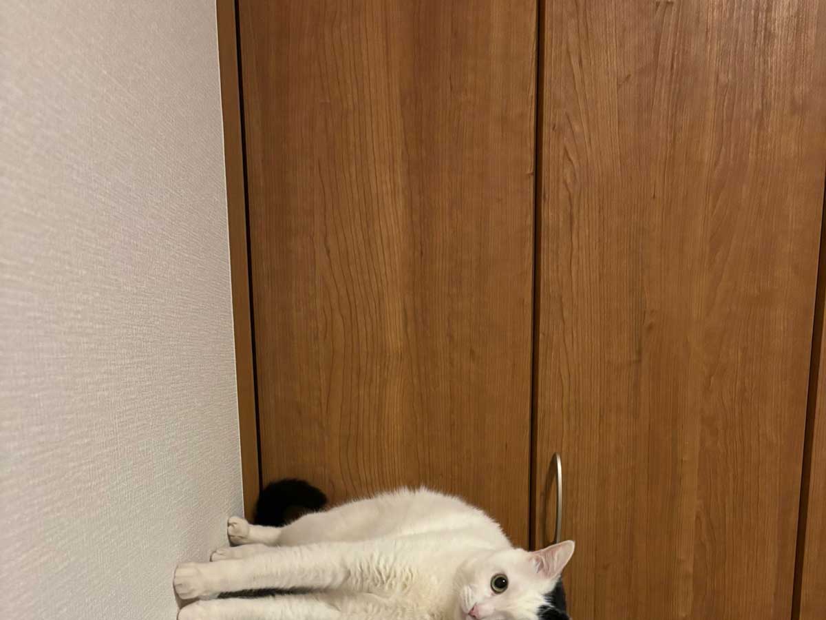 猫の写真