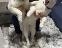 犬の画像