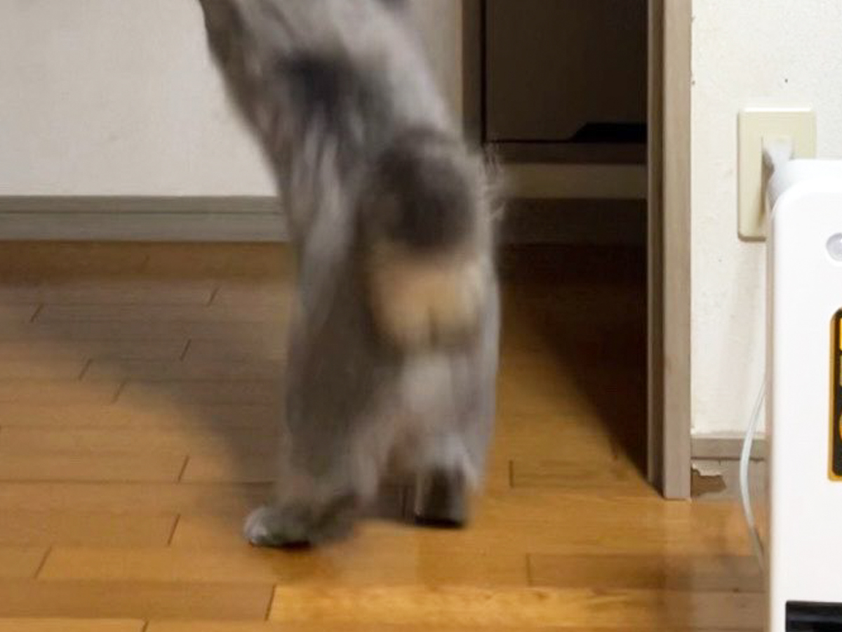 猫の写真